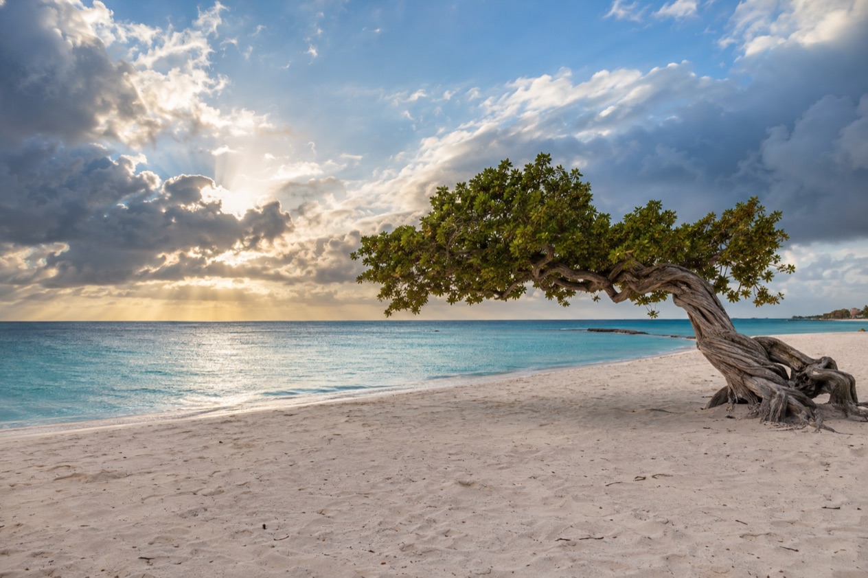 A wind-bent fofoti tree on Eagle Beach in the showery months