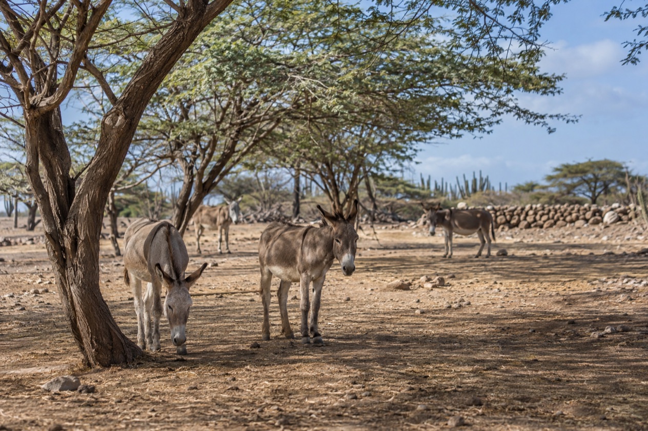 Donkeys at the sanctuary