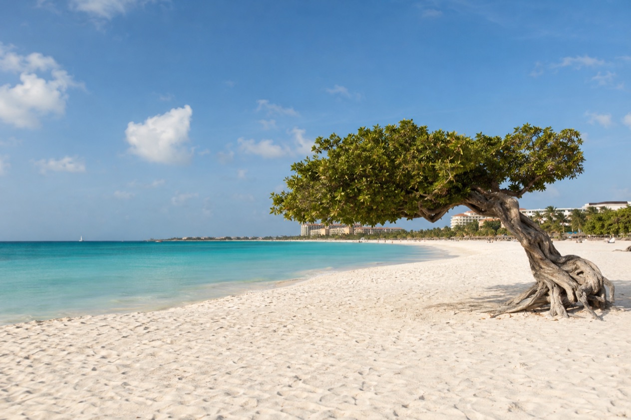 Eagle Beach and its fofoti tree