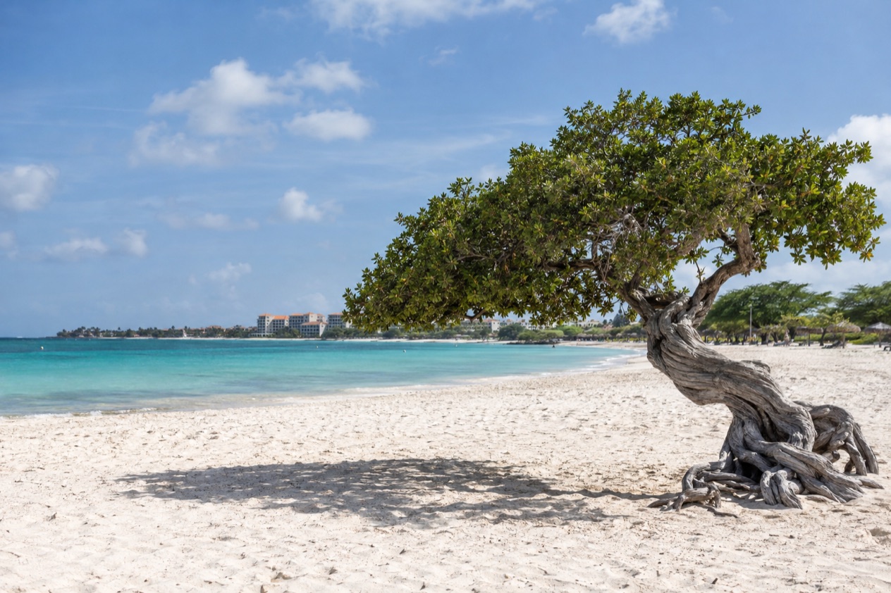 Eagle Beach and its fofoti tree