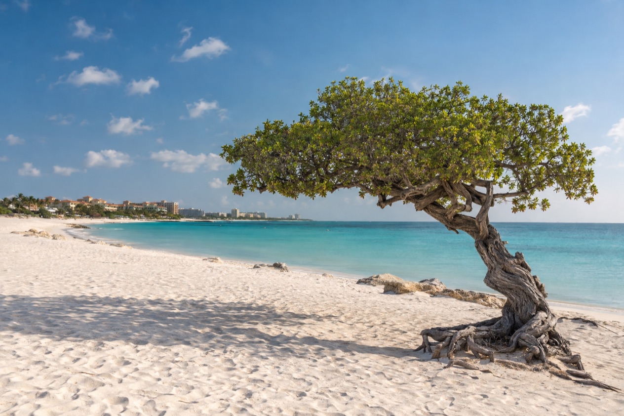 Eagle Beach and its fofoti tree