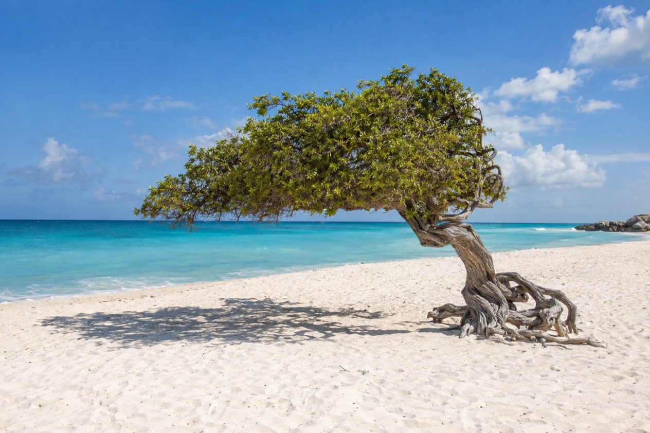A wind-bent fofoti tree on Eagle Beach in the dry months