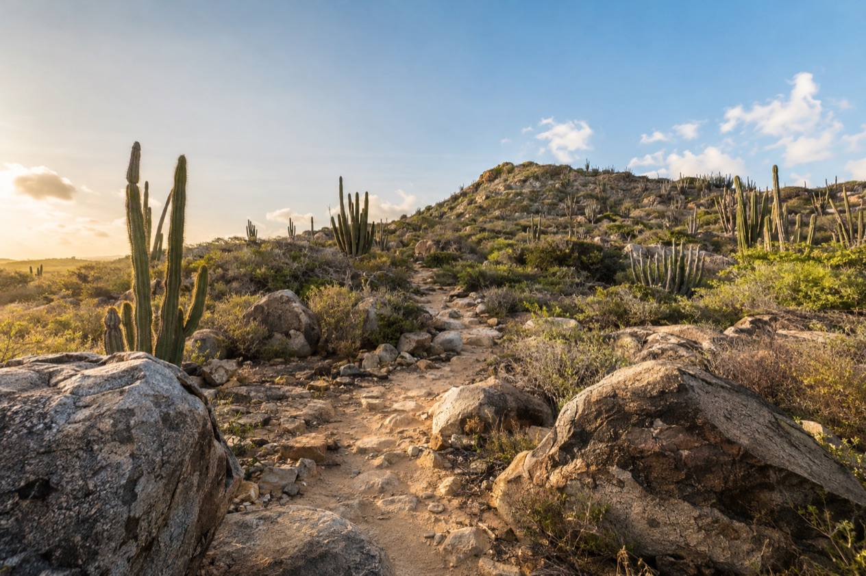 A hiking trail through cacti