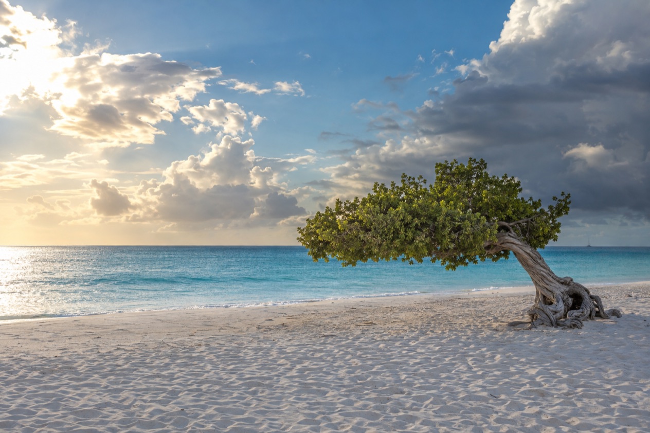 A wind-bent fofoti tree on Eagle Beach in the showery months