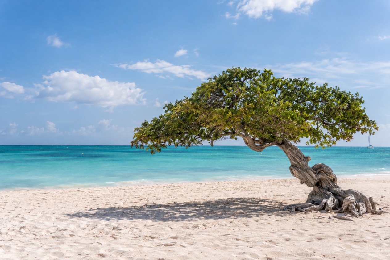 A wind-bent fofoti tree on Eagle Beach in the middle of the year