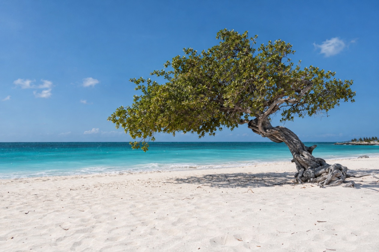 A wind-bent fofoti tree on Eagle Beach in the dry months