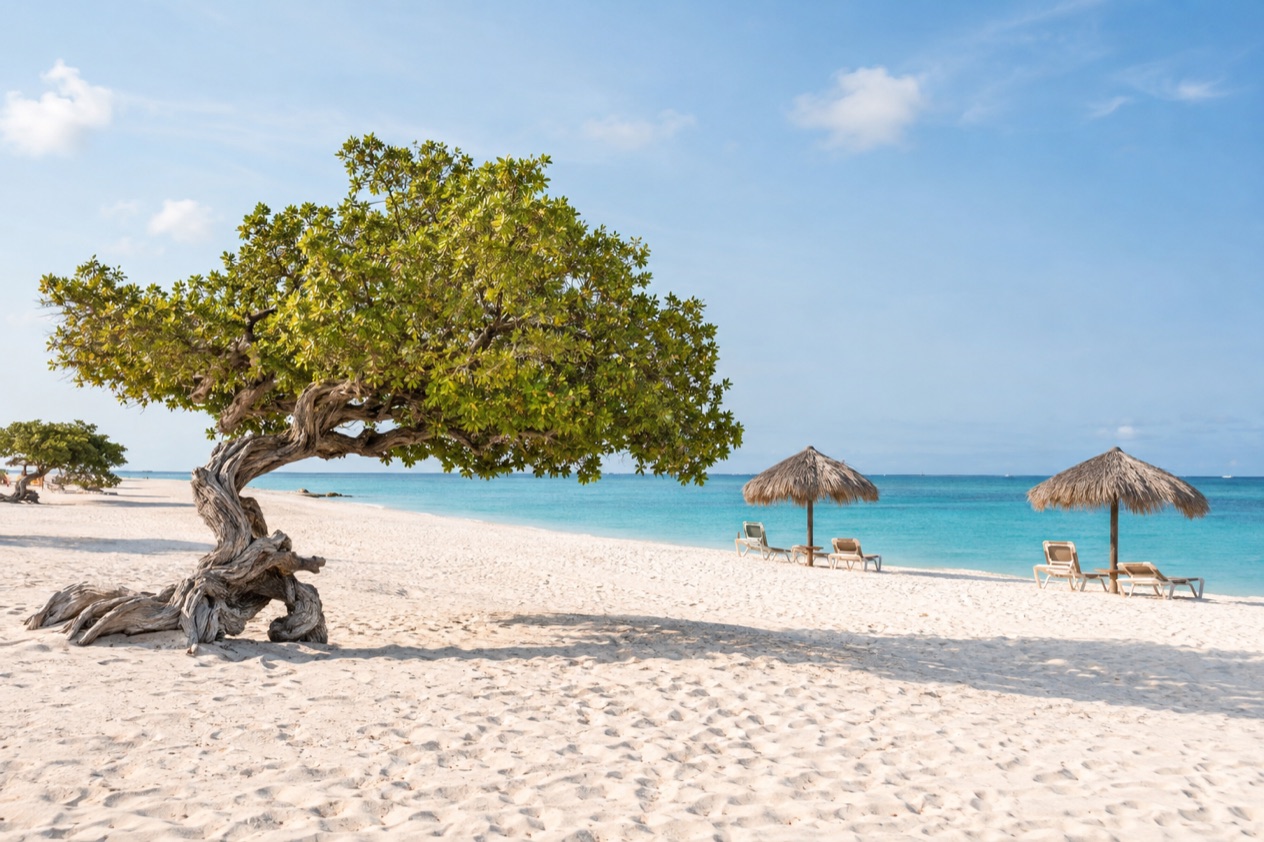 A fofoti tree on the beach