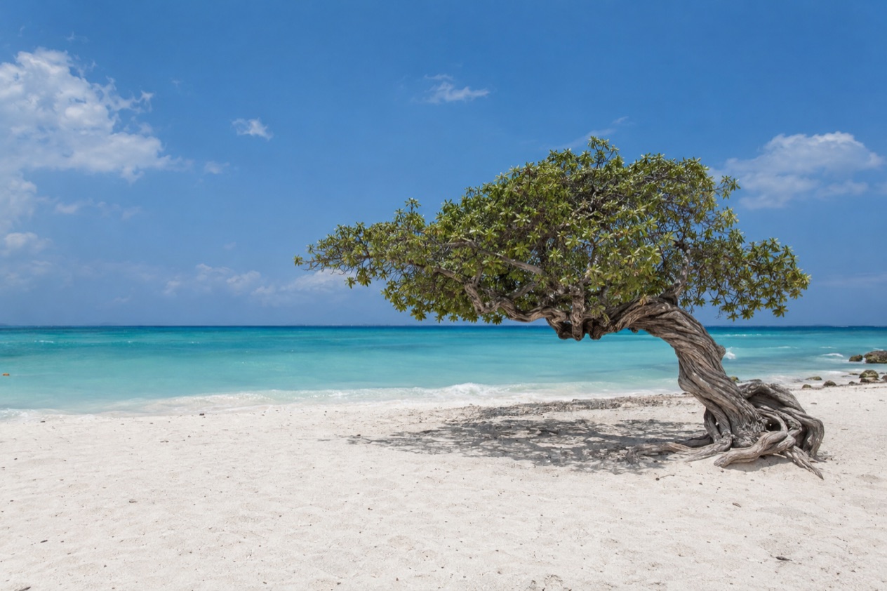 A wind-bent fofoti tree on Eagle Beach in the dry months