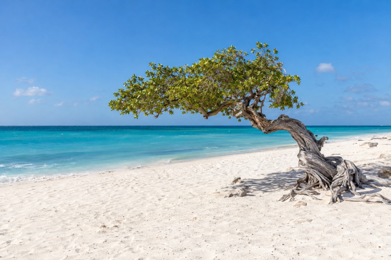 A wind-bent fofoti tree on Eagle Beach in the dry months