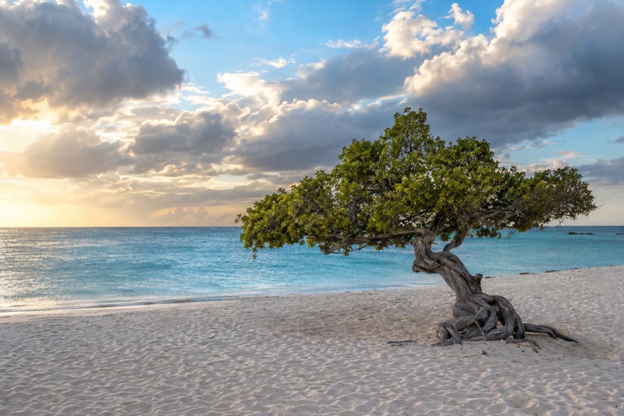 A wind-bent fofoti tree on Eagle Beach in the showery months