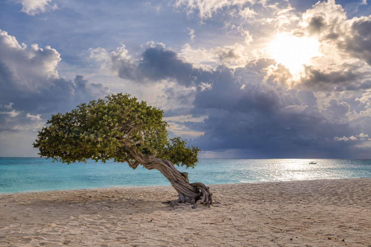 A wind-bent fofoti tree on Eagle Beach in the showery months