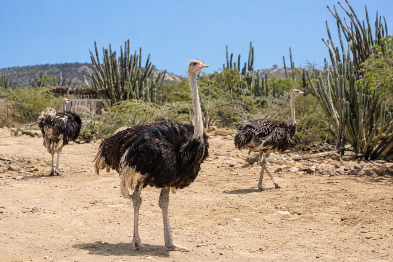 Ostriches on the farm