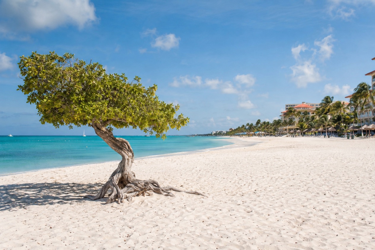 Resorts and the fofoti tree