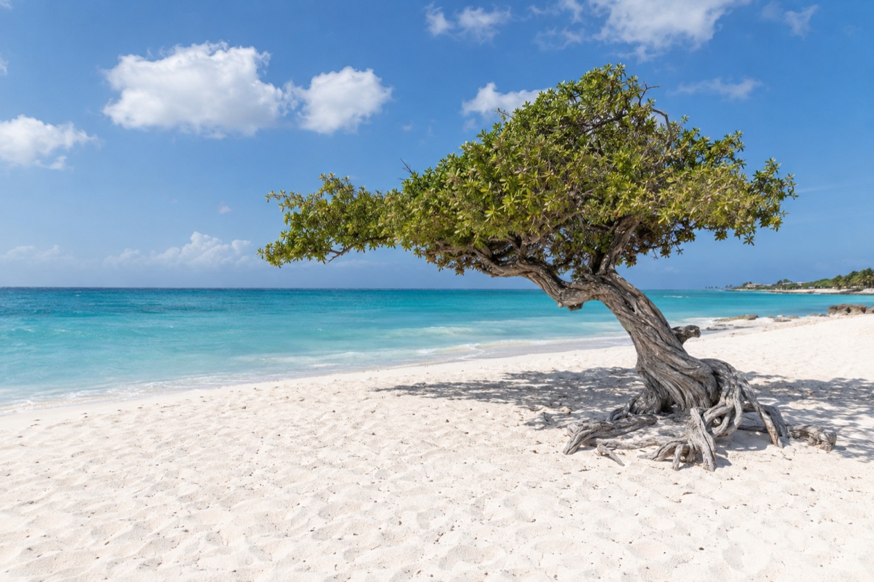 A wind-bent fofoti tree on Eagle Beach in the middle of the year