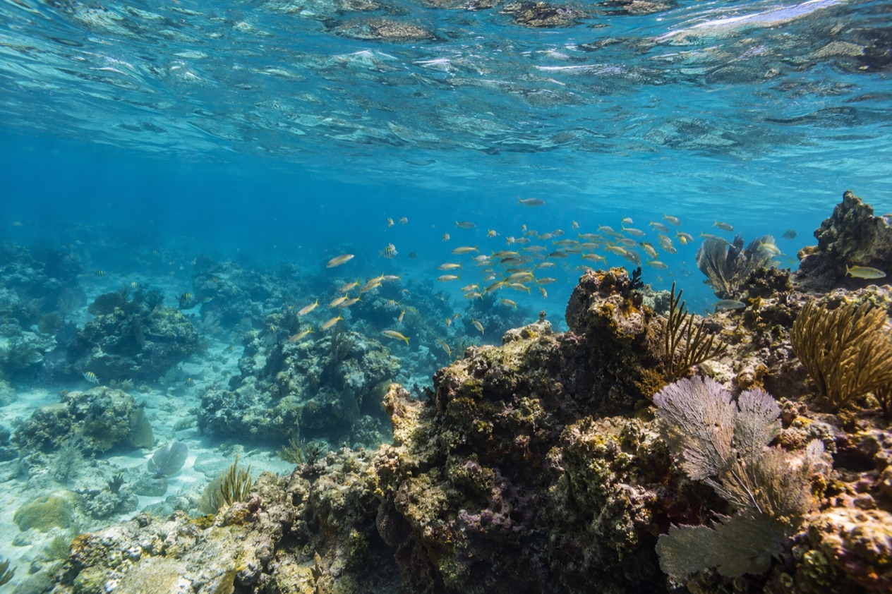 The barrier reef off Andros