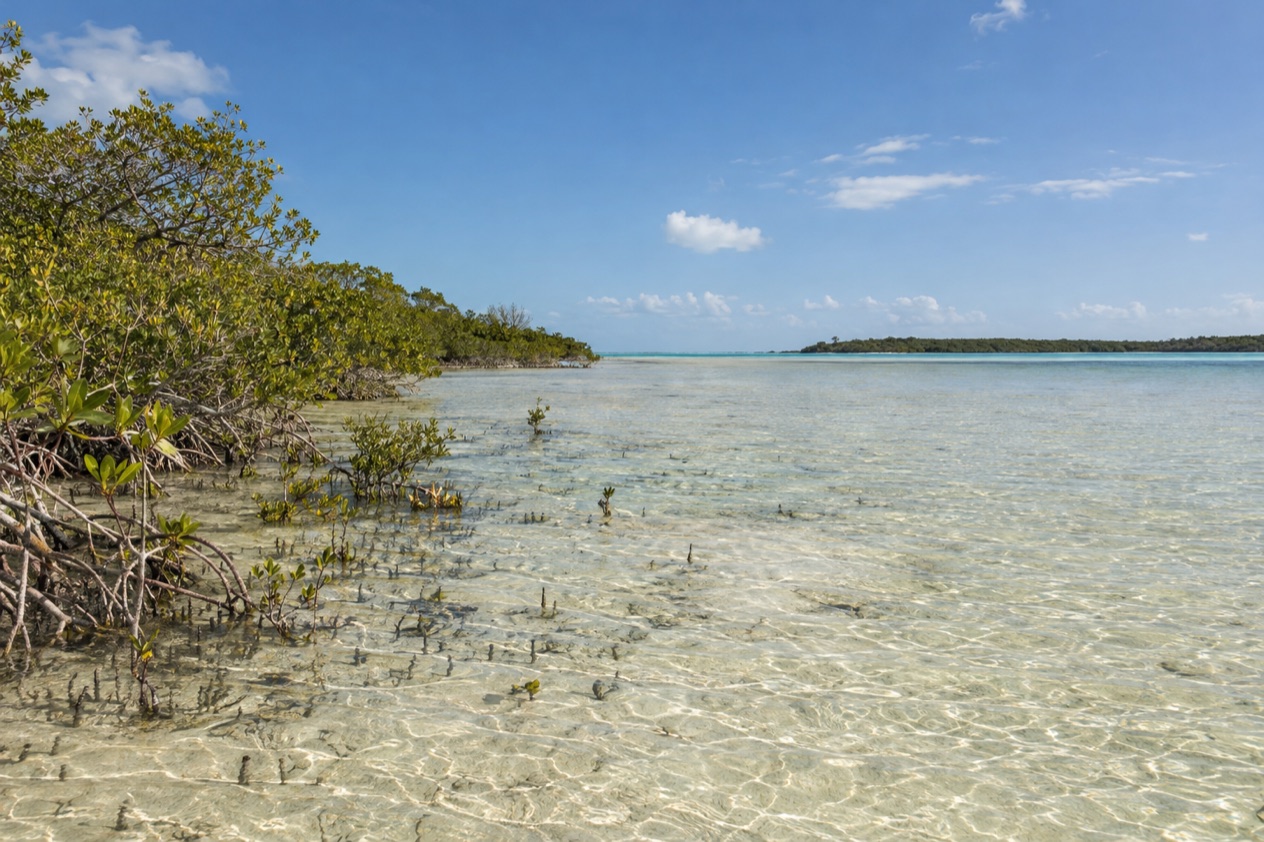 A flat coast on Andros in spring