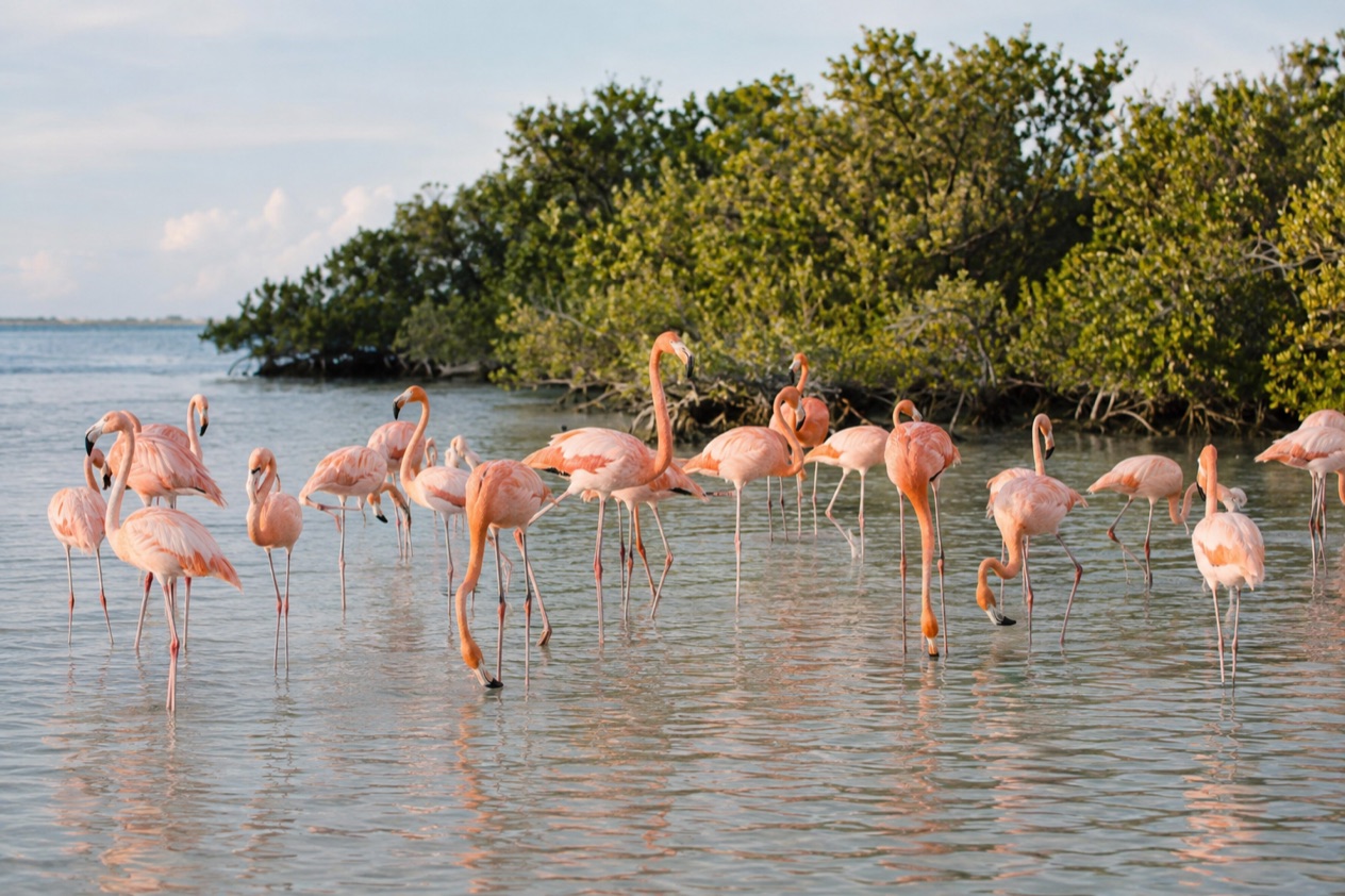 Flamingos in a lagoon
