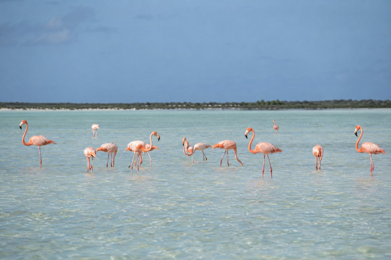 Flamingos on Inagua