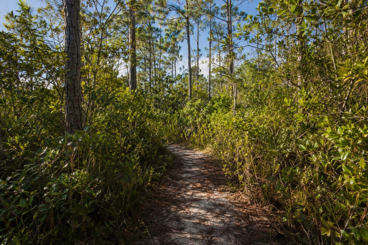 A trail in a Grand Bahama park