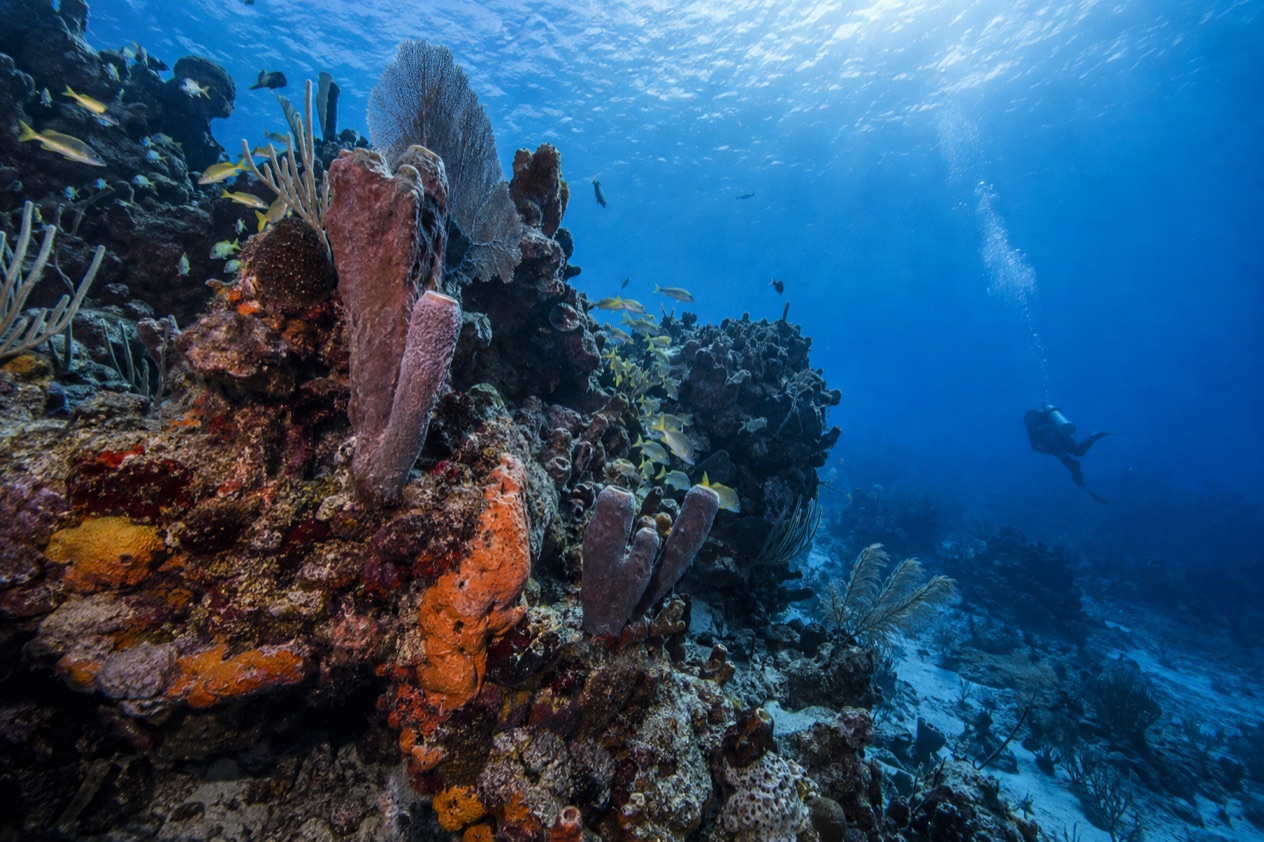 A reef in blue water
