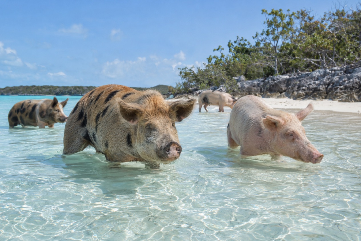 Pigs on an Exuma beach