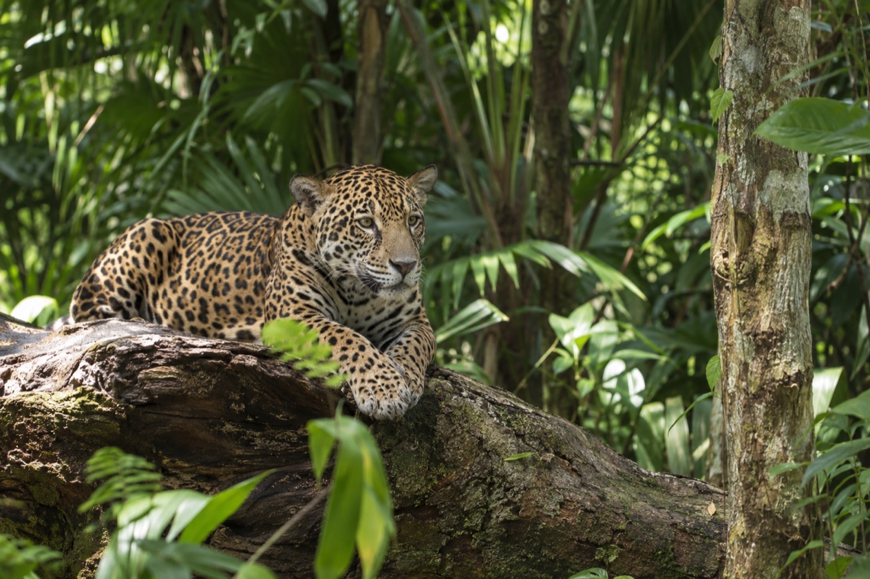 A jaguar