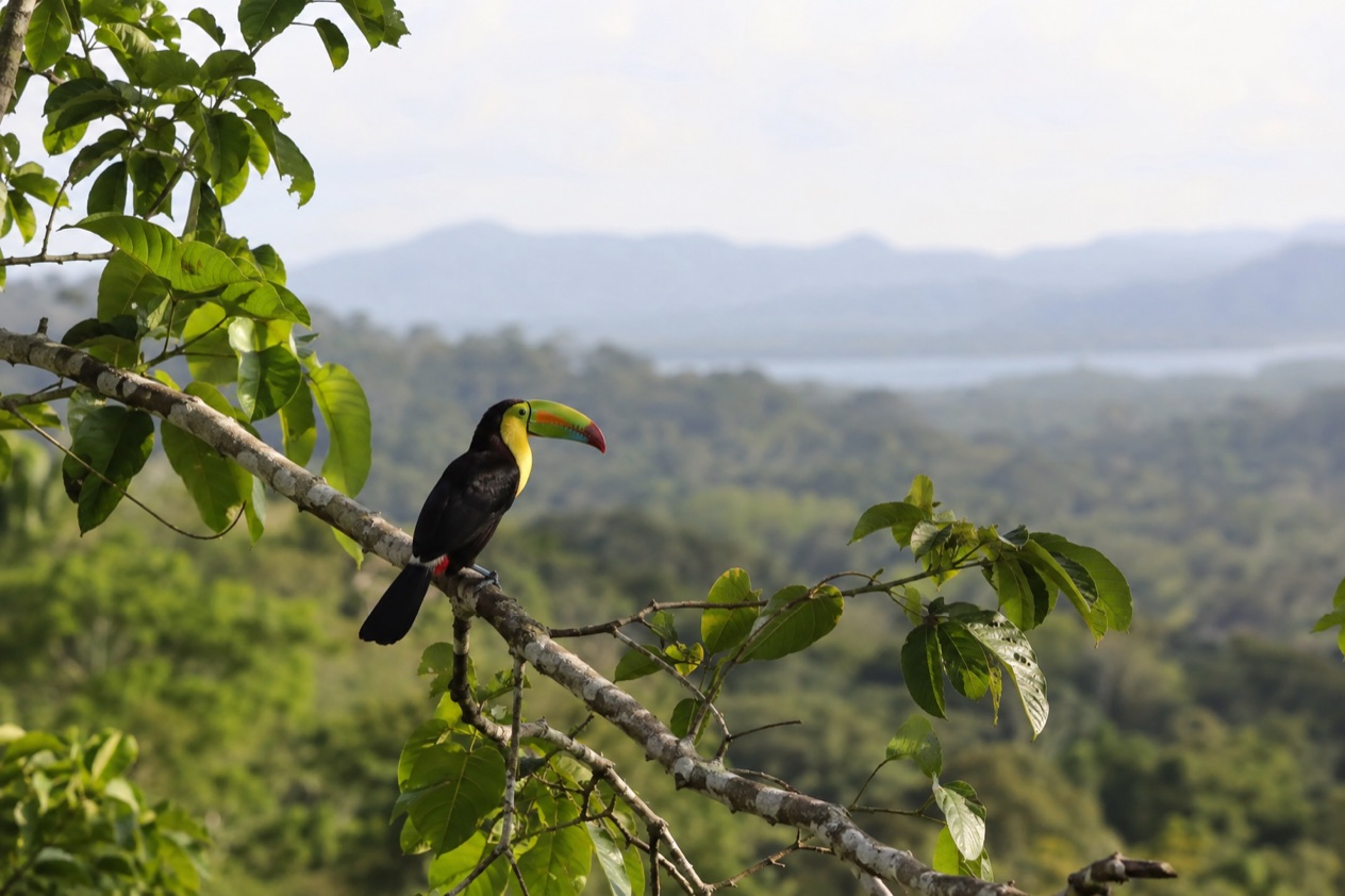 A tropical bird