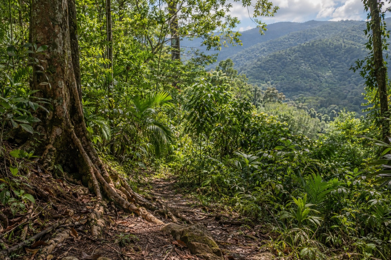 A trail in the rainforest
