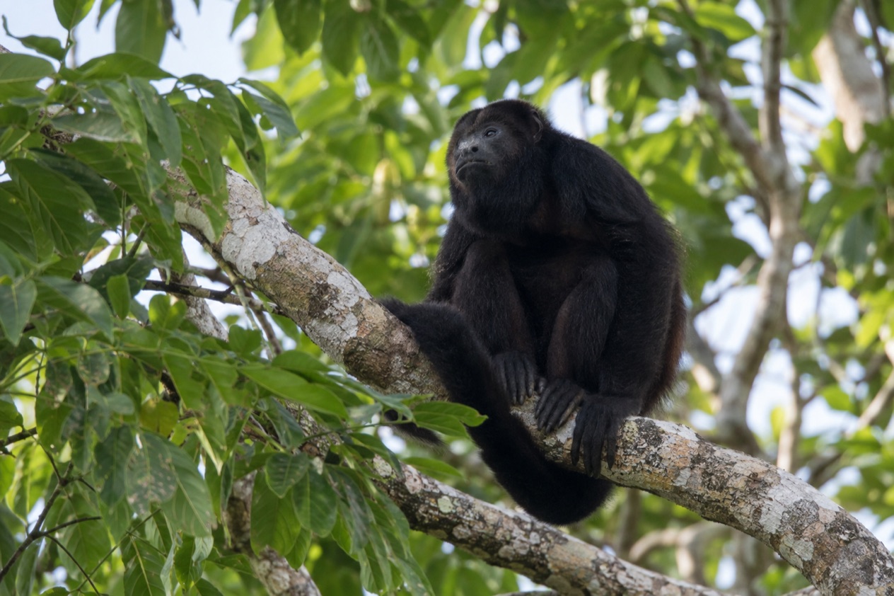 A howler monkey