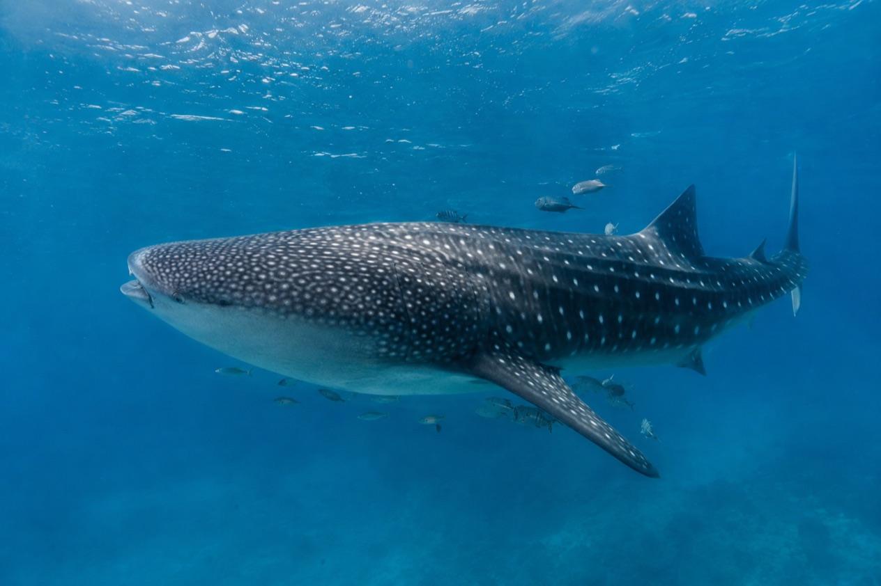 A whale shark