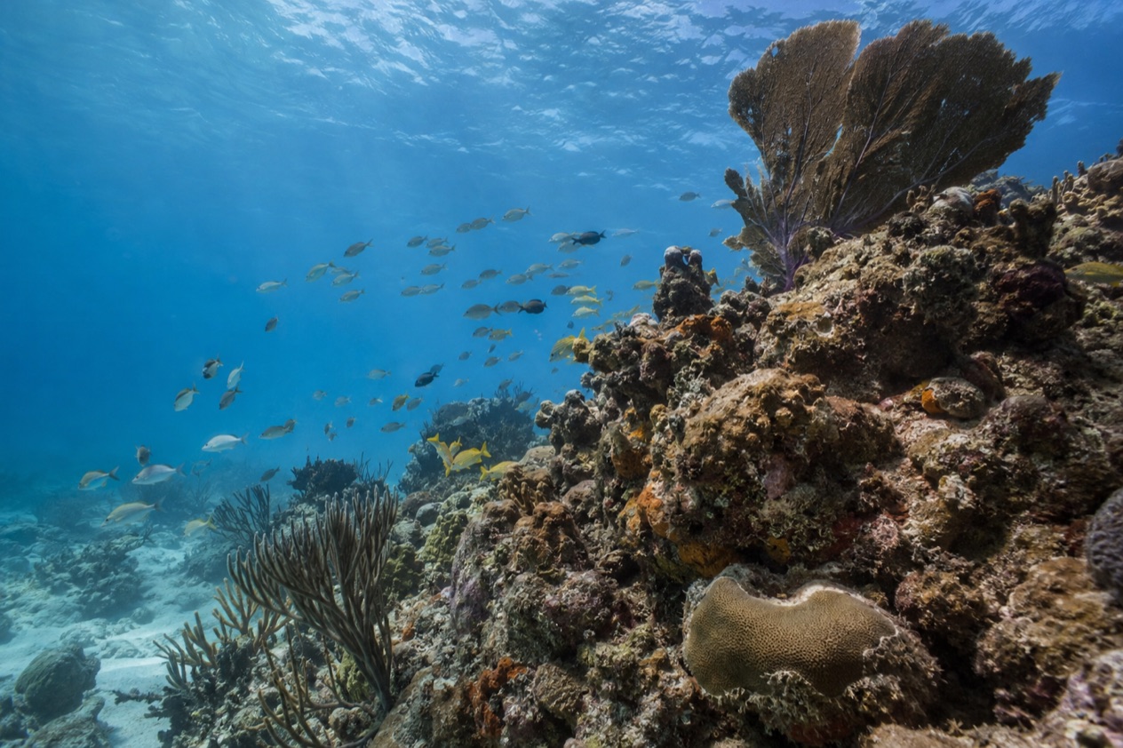 A reef in a marine reserve