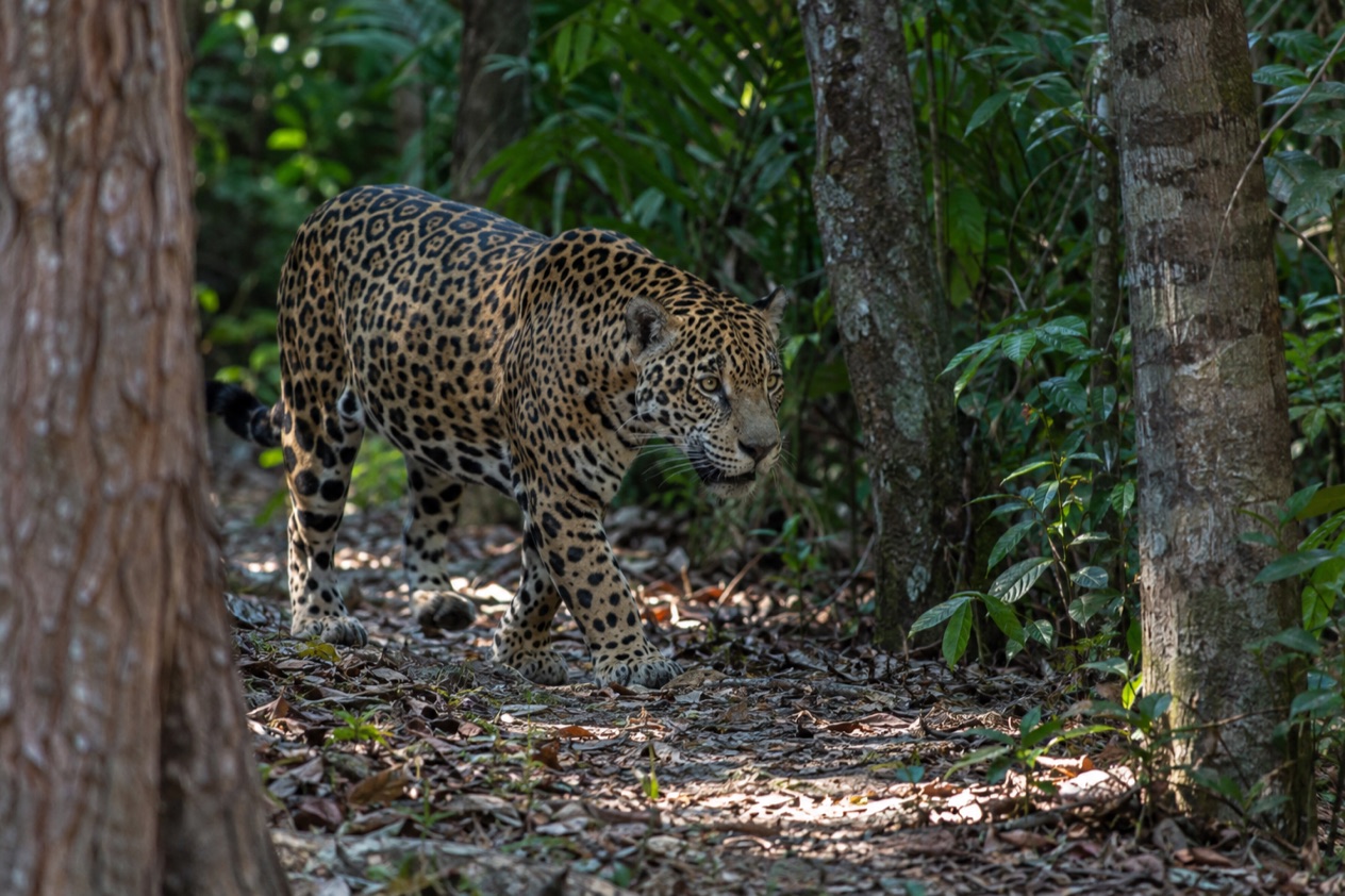 A jaguar