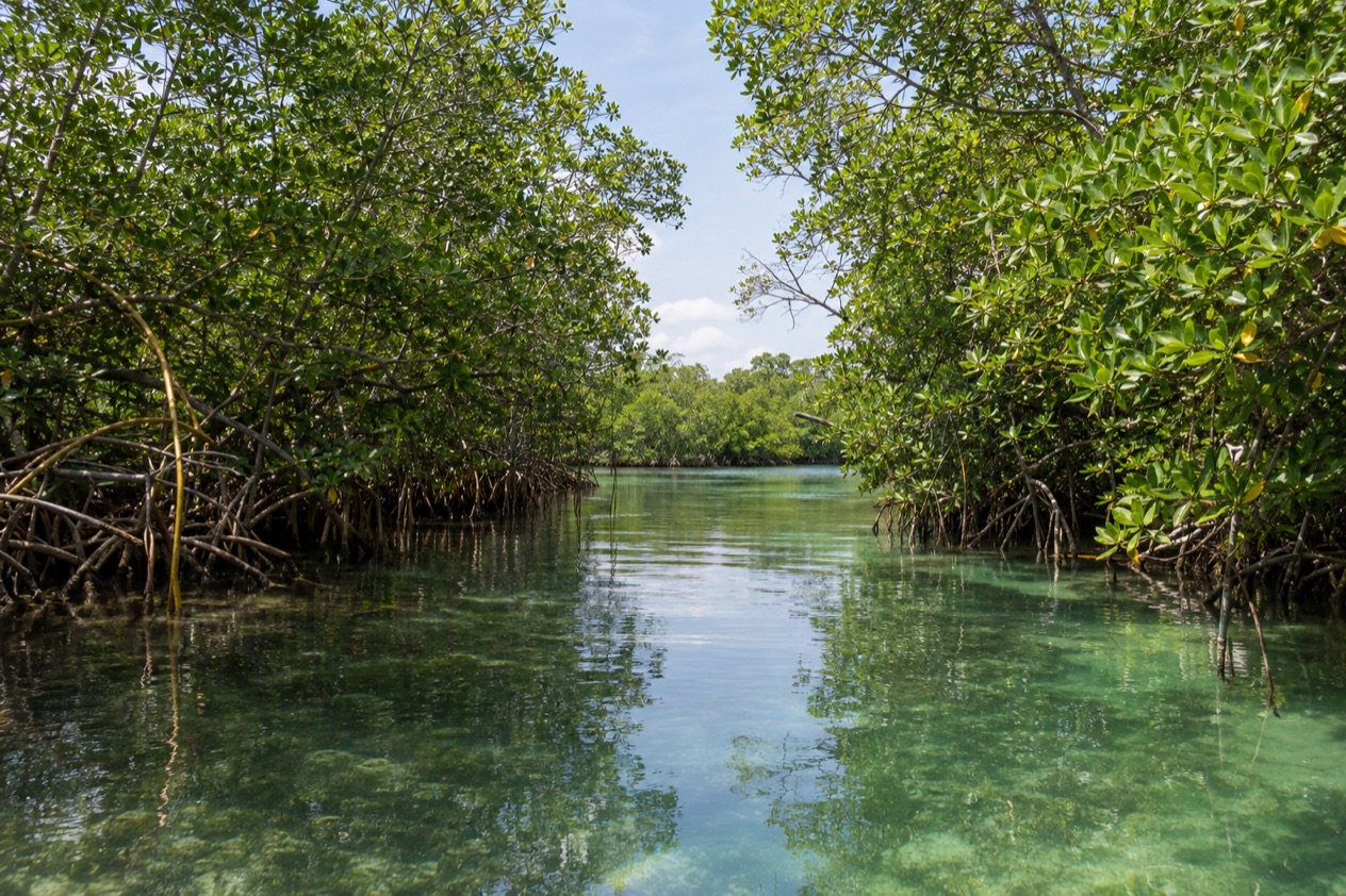 A mangrove channel