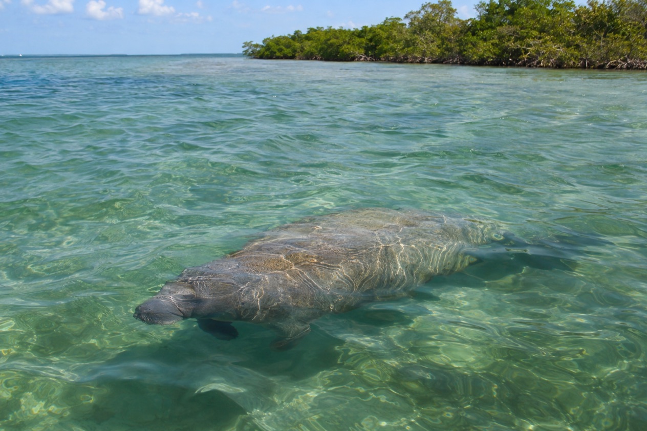 A manatee