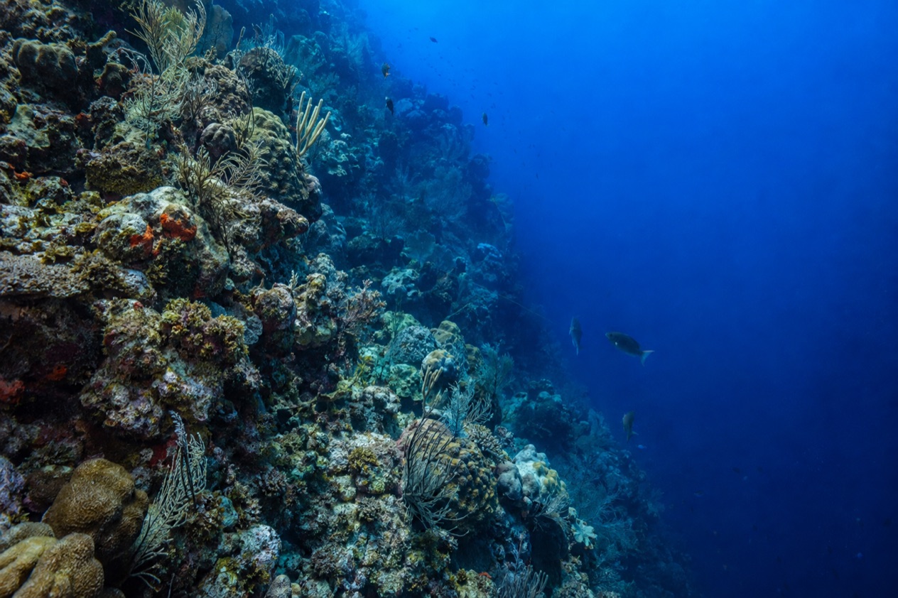 A reef wall