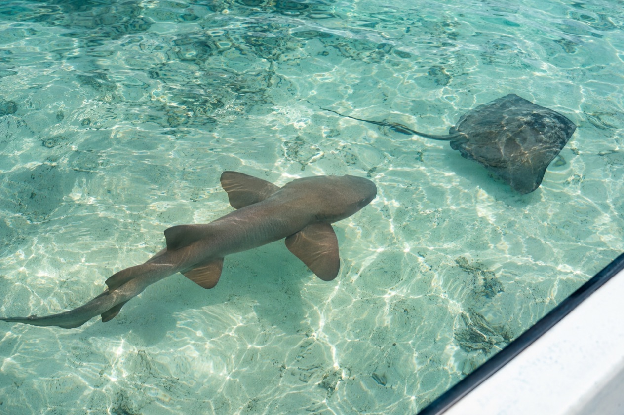 Nurse sharks and rays in shallow water