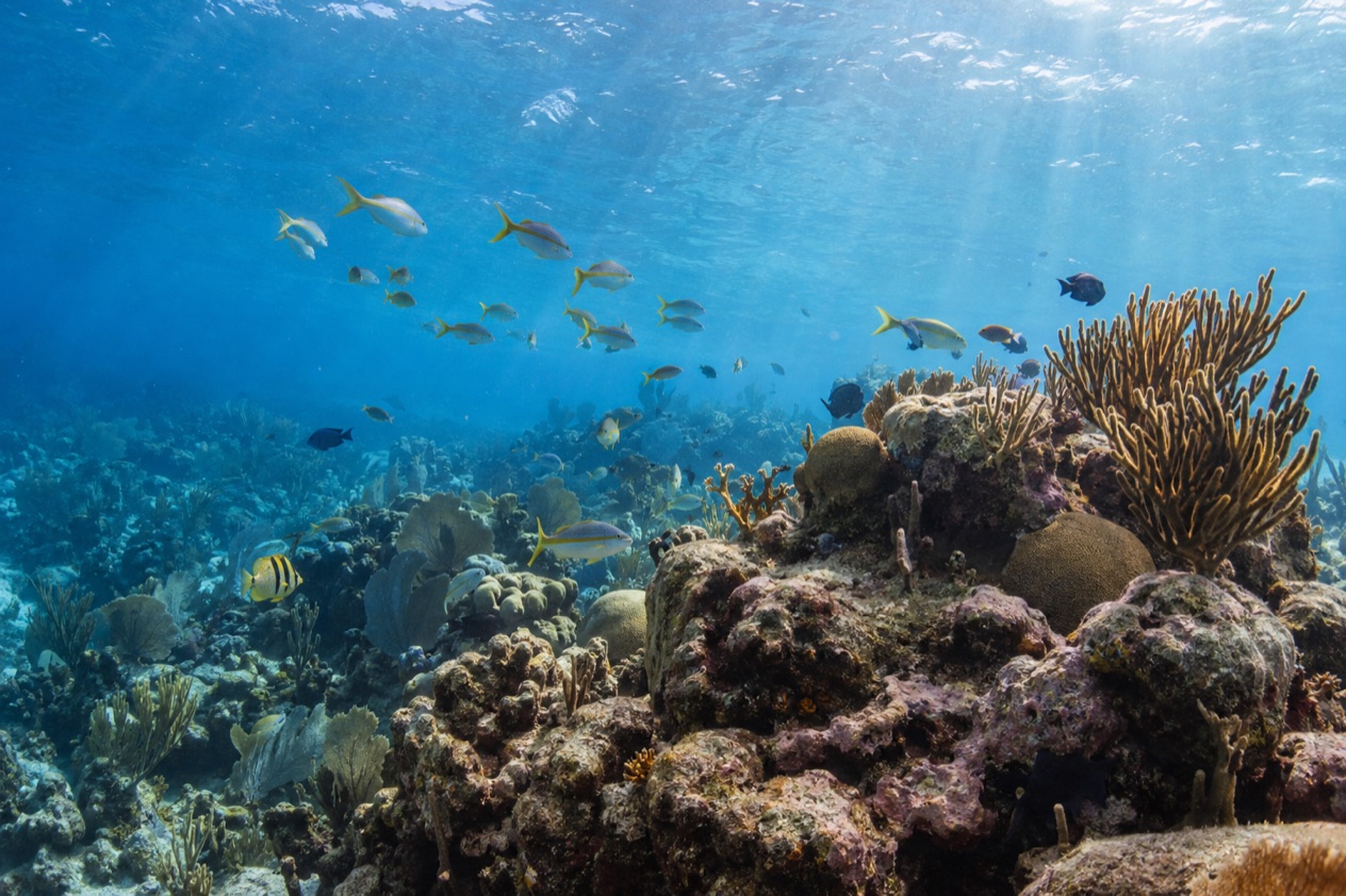 A reef in Belize