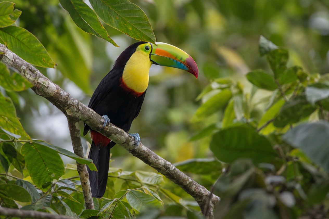 A toucan