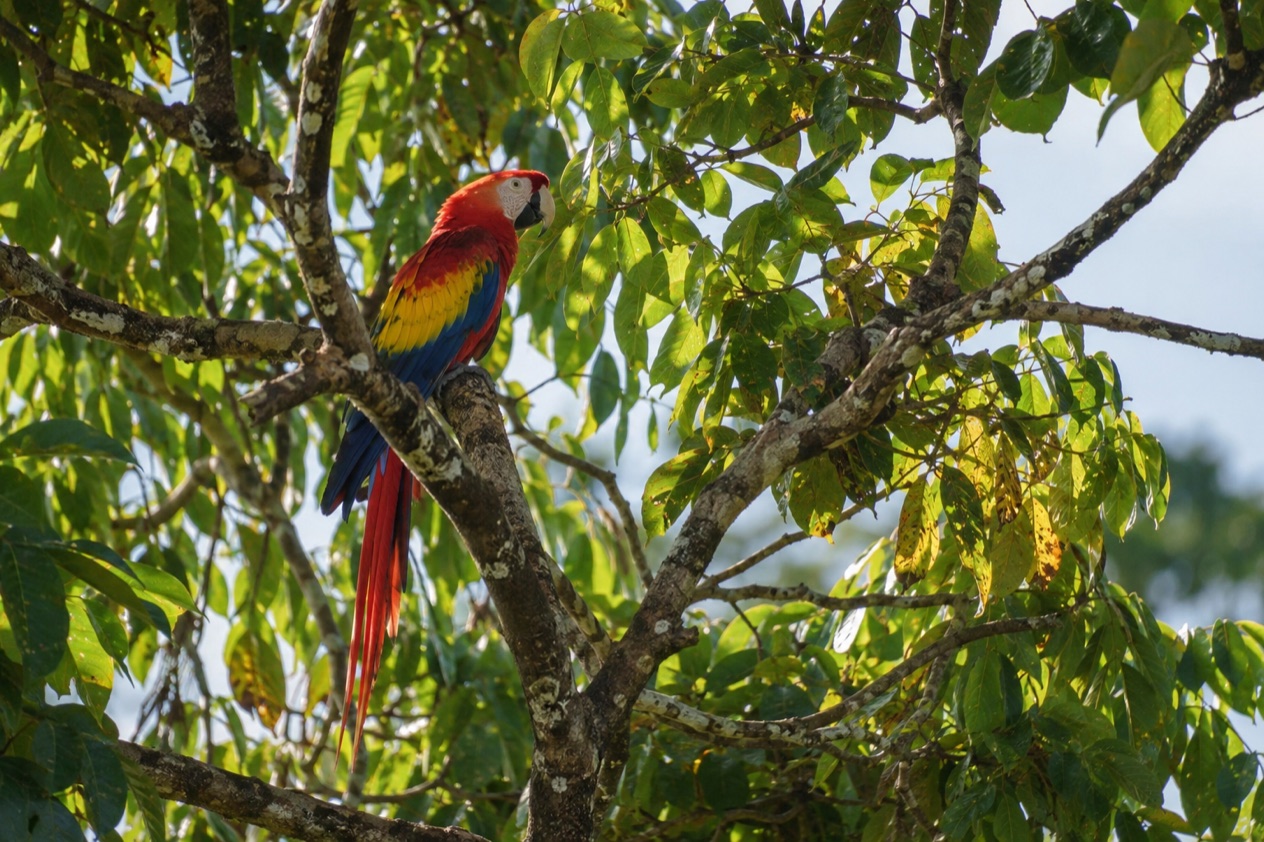 A scarlet macaw in Carara