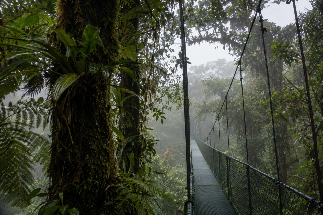 Cloud forest and a hanging bridge in Monteverde