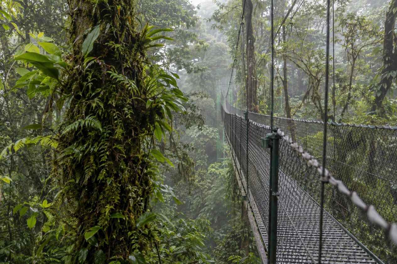 Cloud forest and a hanging bridge in Monteverde