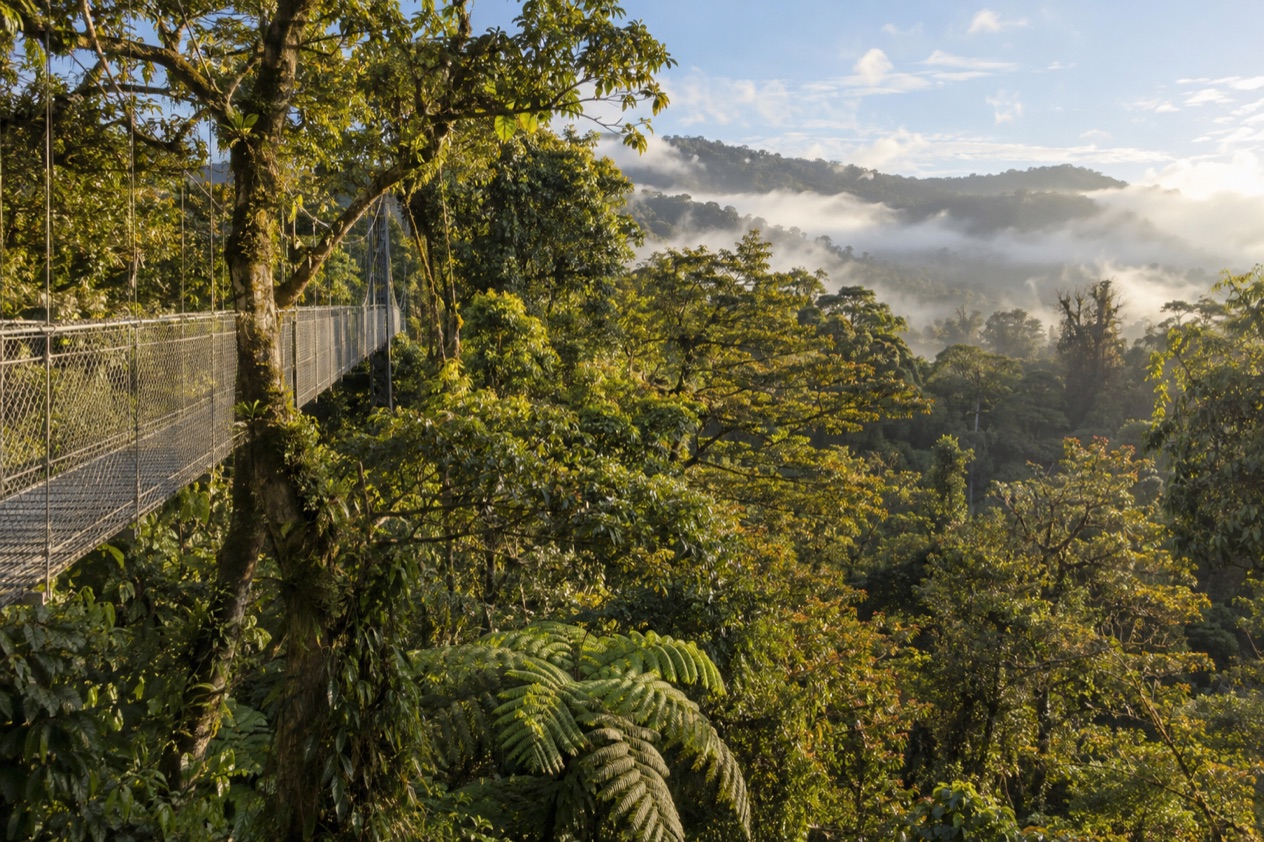 Cloud forest and a hanging bridge in Monteverde in the dry season