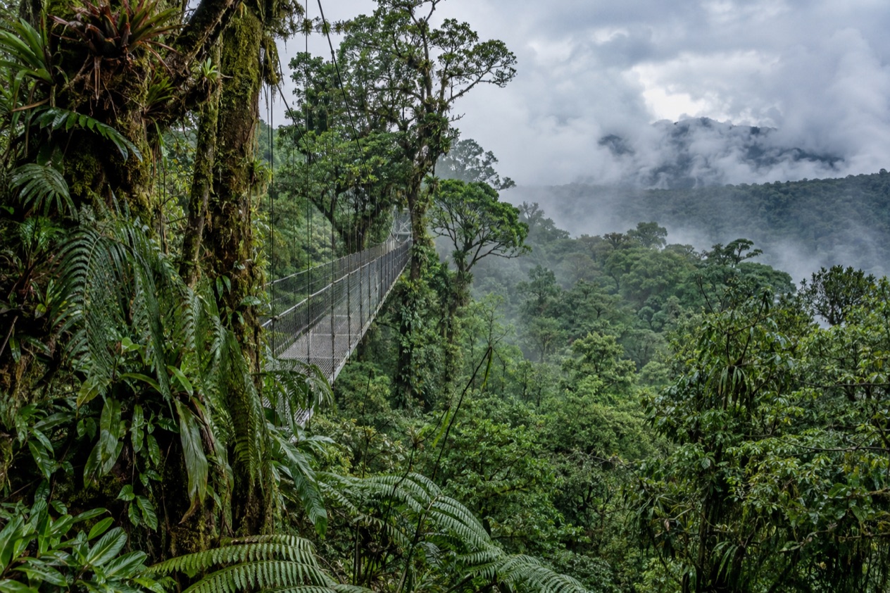 Cloud forest and a hanging bridge in Monteverde in the rainiest months
