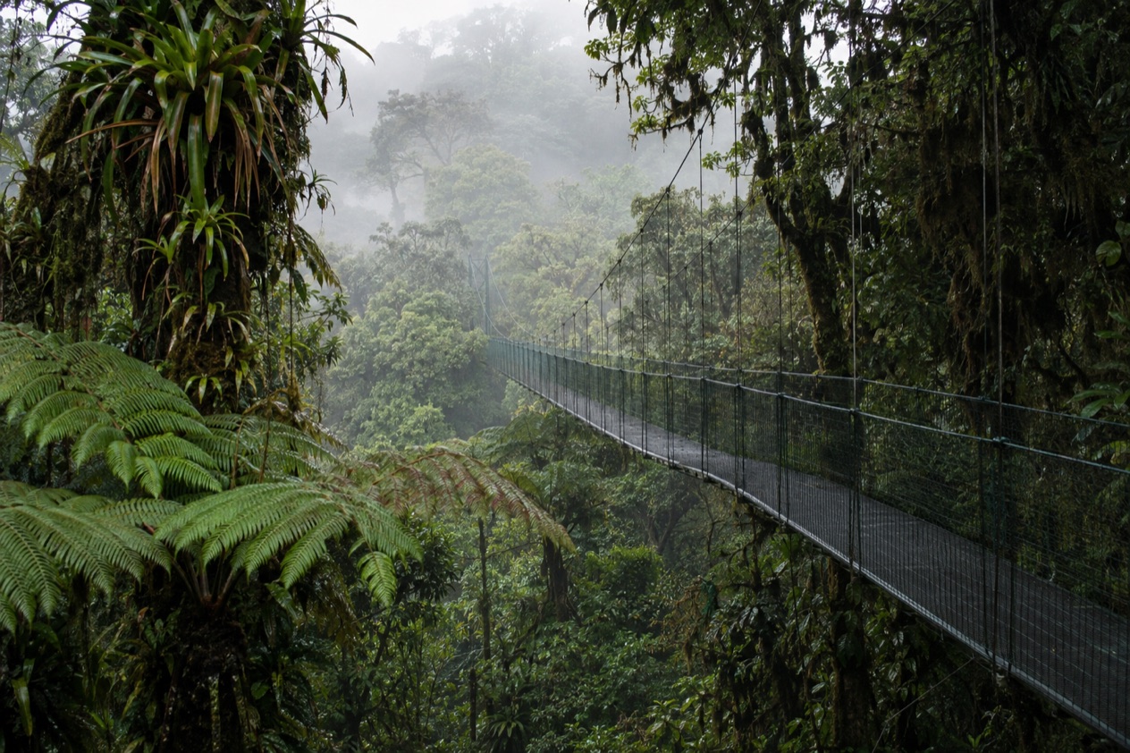 Cloud forest and a hanging bridge in Monteverde