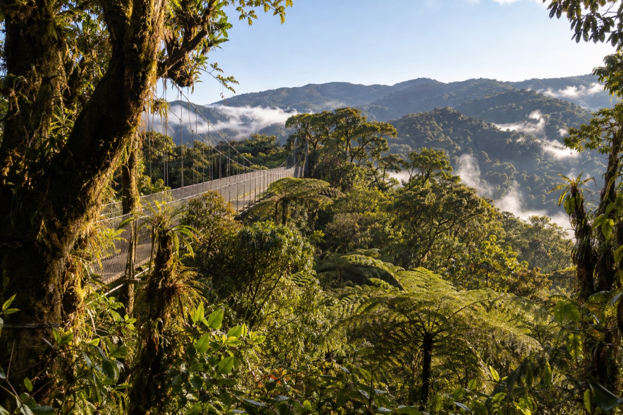 Cloud forest and a hanging bridge in Monteverde in the dry season