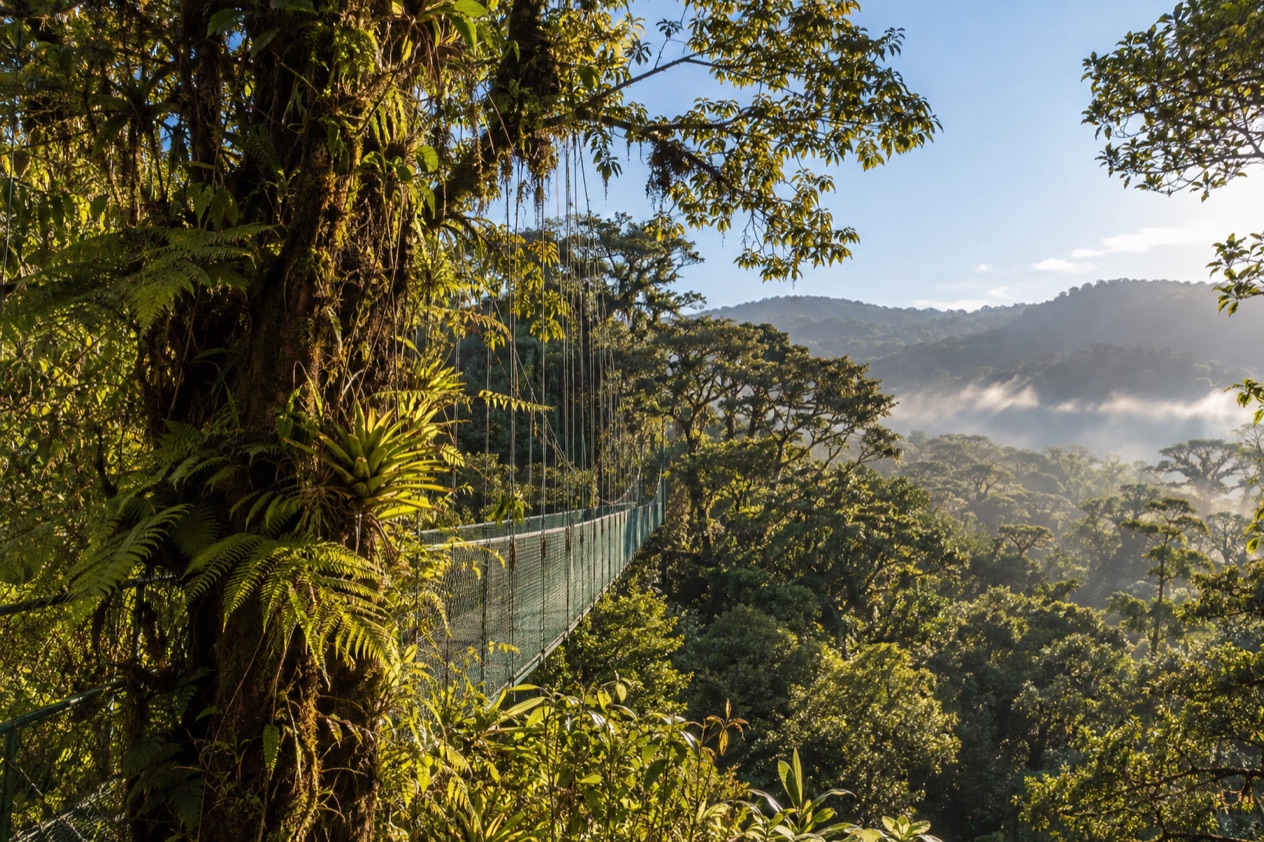 Cloud forest and a hanging bridge in Monteverde in the dry season