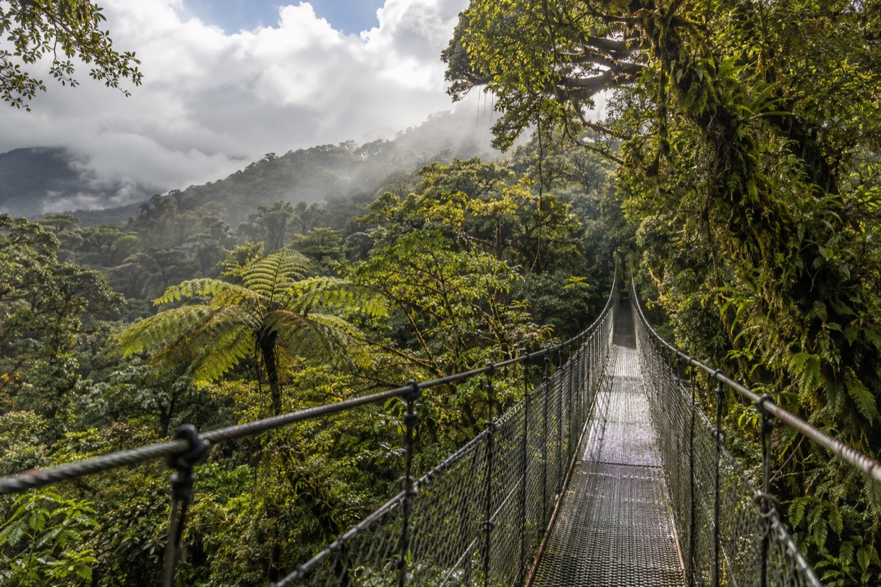 Cloud forest and a hanging bridge in Monteverde in the green season