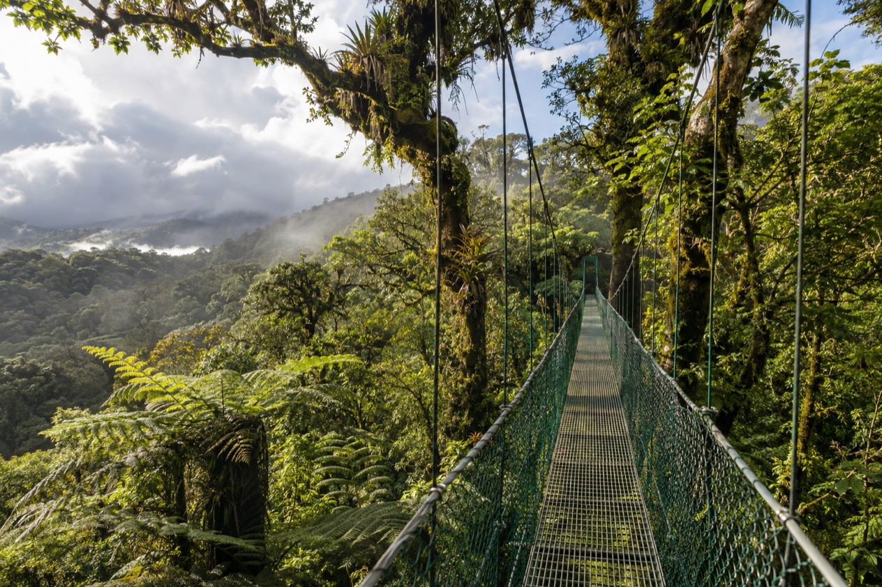 Cloud forest and a hanging bridge in Monteverde in the green season