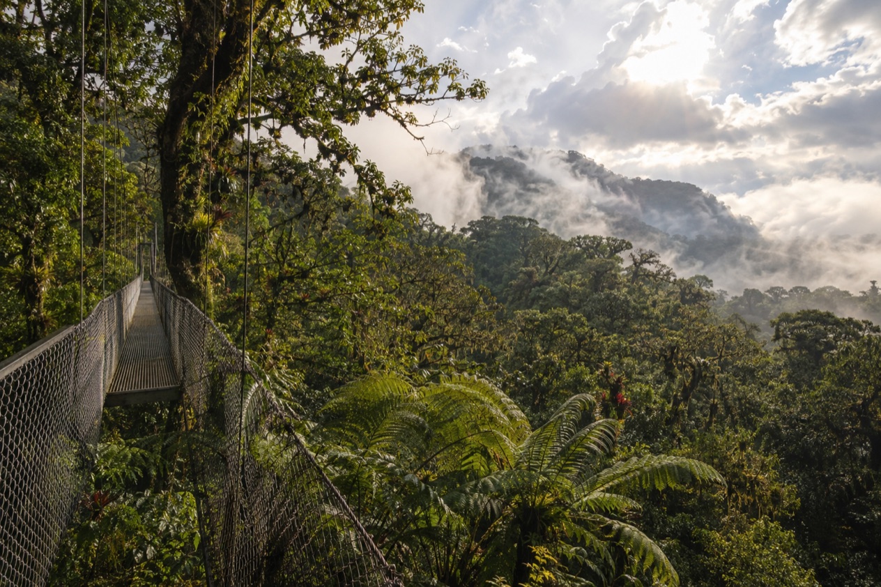 Cloud forest and a hanging bridge in Monteverde in the green season