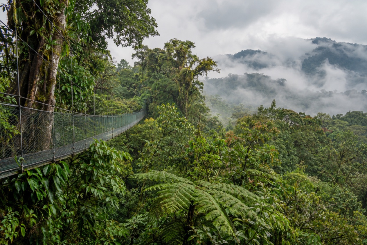 Cloud forest and a hanging bridge in Monteverde in the rainiest months